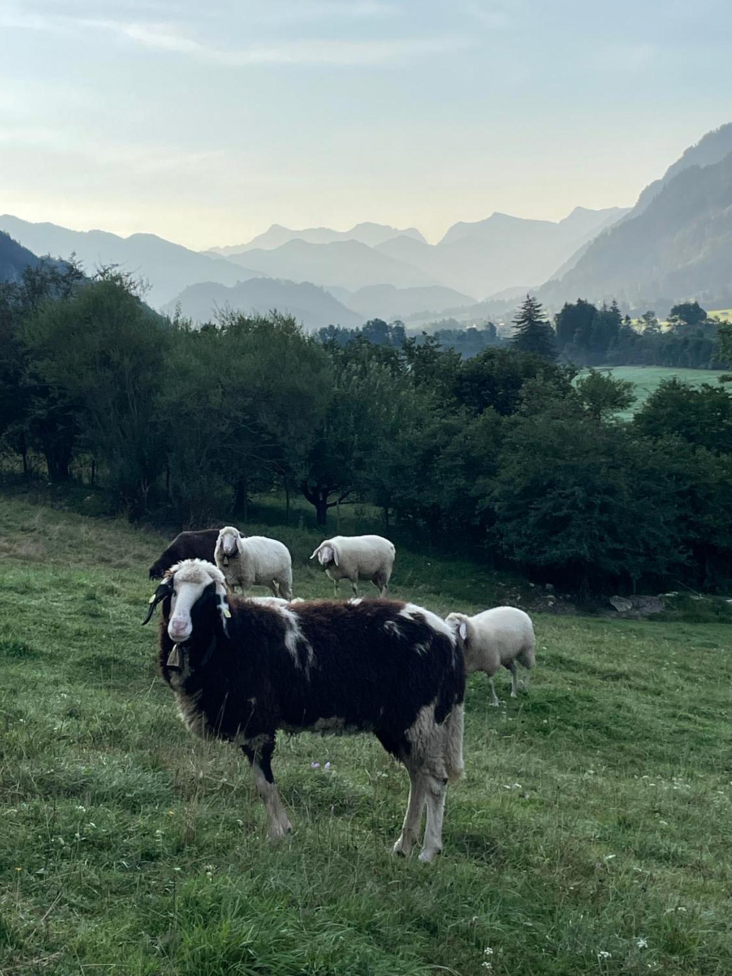 Dreimaederlhaus Am Berg Appartement Pfronten Buitenkant foto